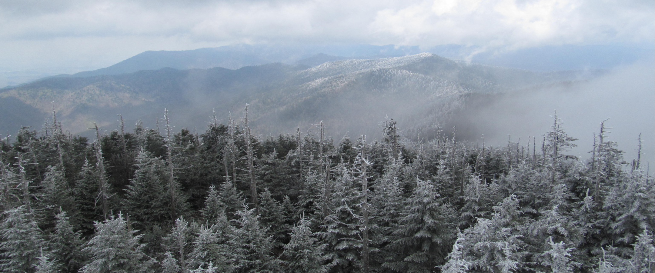 Frosted trees in the moutains