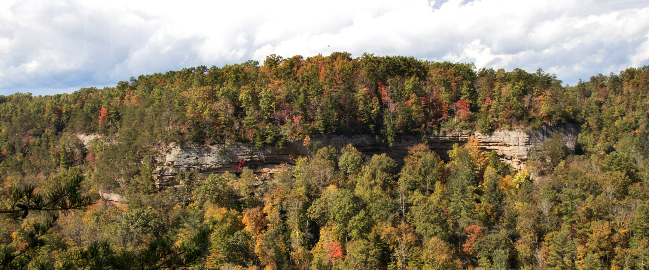 Fall Colored Leaves on Trees on Mountainside 