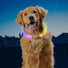 NITE IZE NiteHowl Max Rehargeable LED No Color