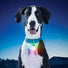 NITE IZE SpotLit Recharge Collar Light Jewel